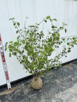 Amazon.co.jp: 『植木/庭木/苗木』マルバノキ/株立ち【現品発送】丸葉